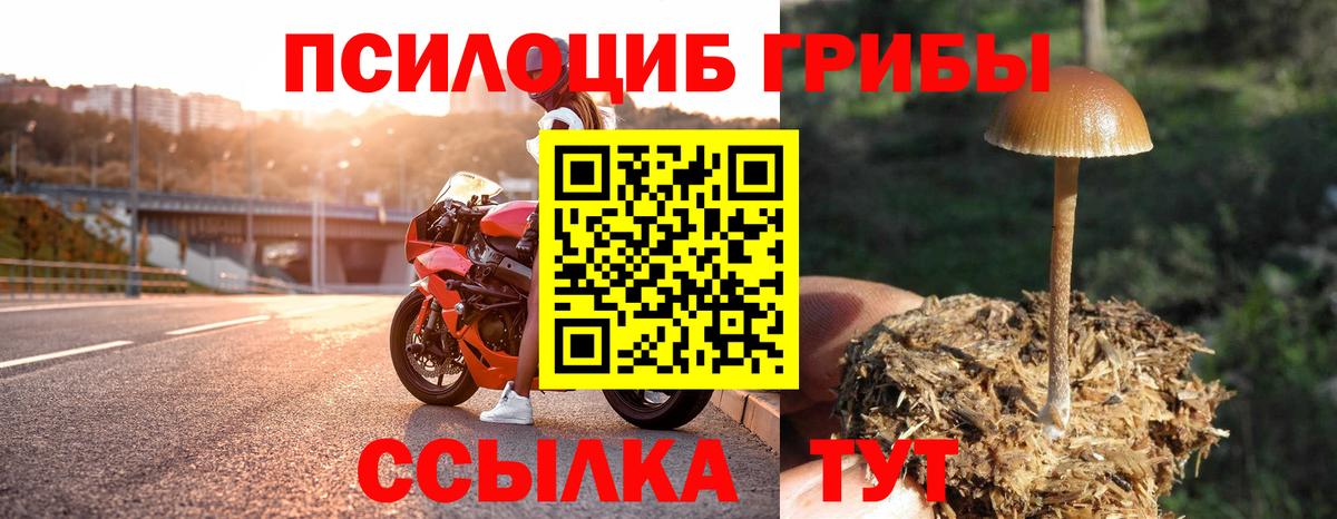 Шарыпово  Галлюциногенные грибы мицелий  Вход с VPN  Галлюциногенные грибы Psilocybine cubensis 